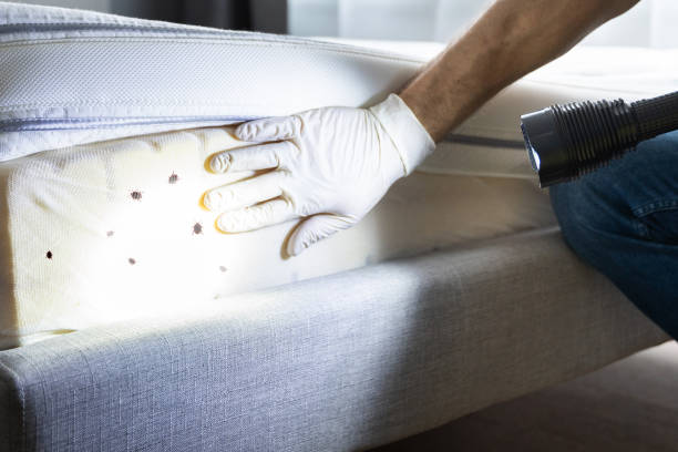 Best Residential Pest Control  in Sanborn, IA