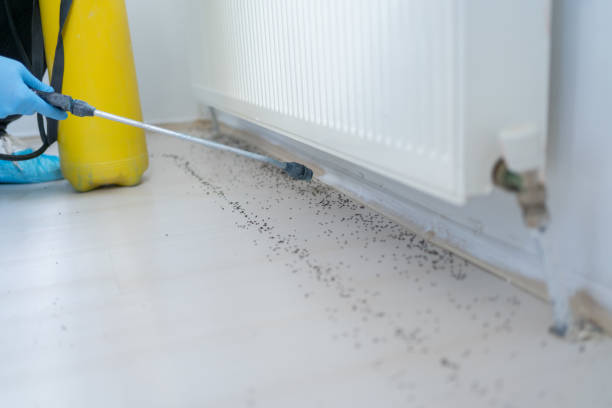 Best Termite Control Services  in Sanborn, IA